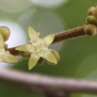 Cleistanthus pallidus (Thwaites) Müll.Arg.